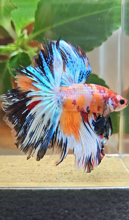 HALFMOON ROSETAIL SUPER MULTICOLOR ORANGE METALLIC BETTA FISH