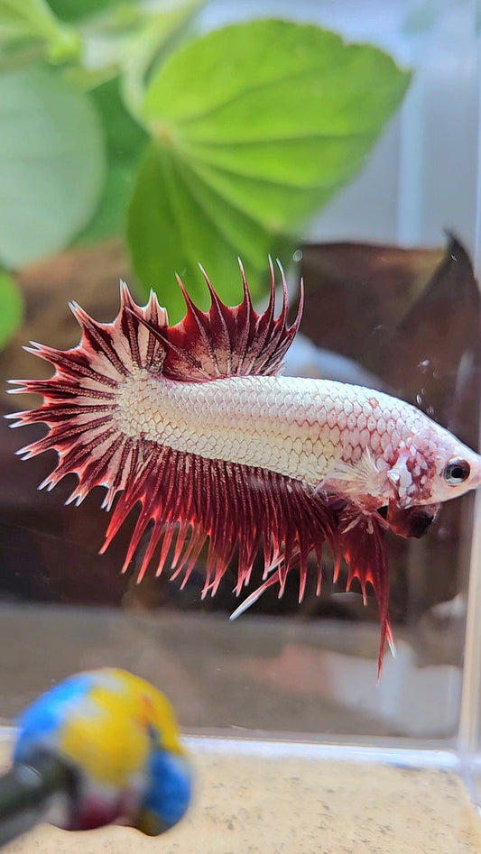 LUXURY CROWNTAIL PLAKAT RED DRAGON SNOW BETTA FISH