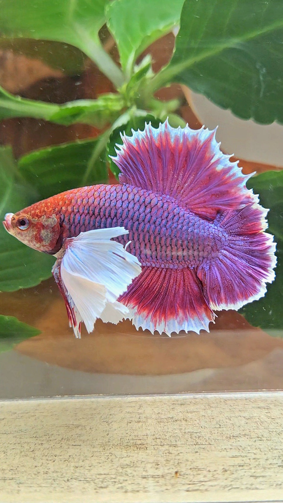 LUXURY PLAKAT DUMBO EAR DOUBLE TAIL SUPER PURPLE BETTA FISH