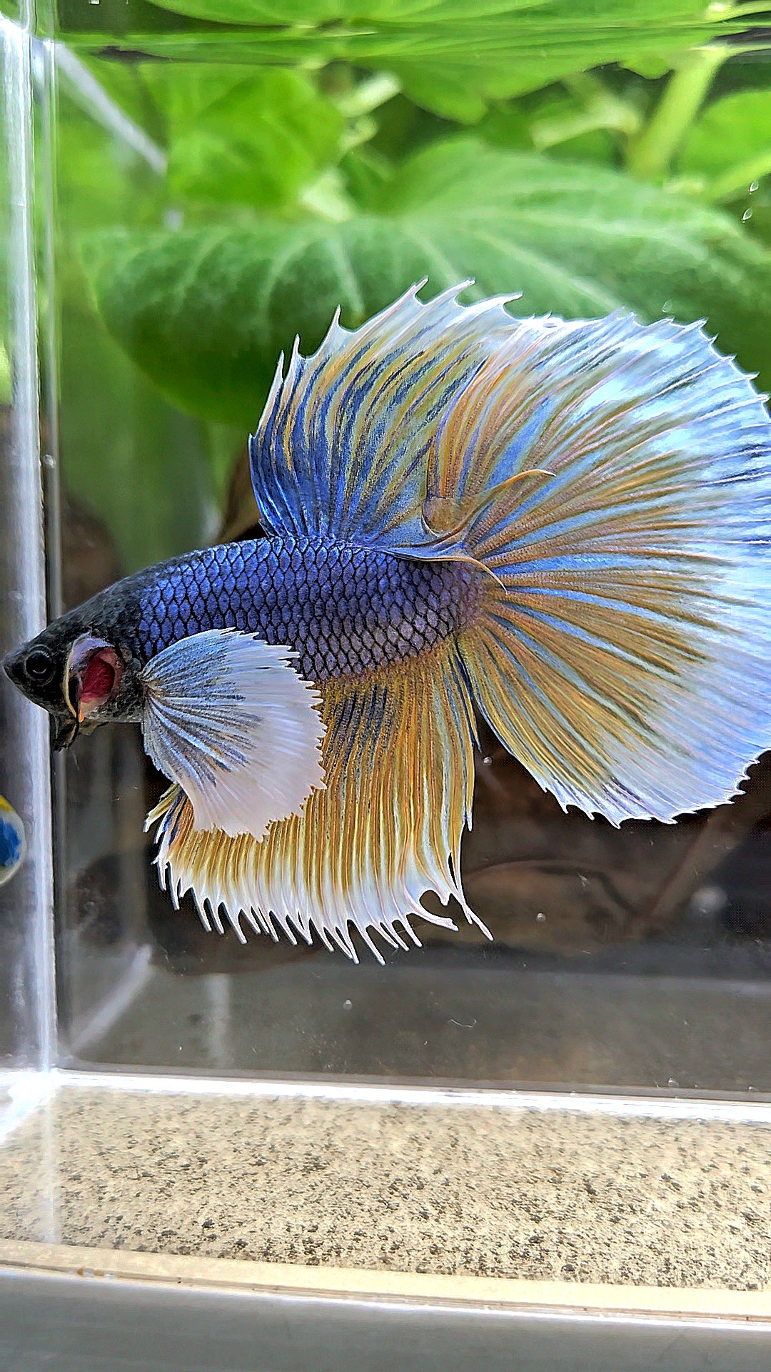 HALFMOON DUMBO EAR BLUE YELLOW MUSTARD GAS BETTA FISH