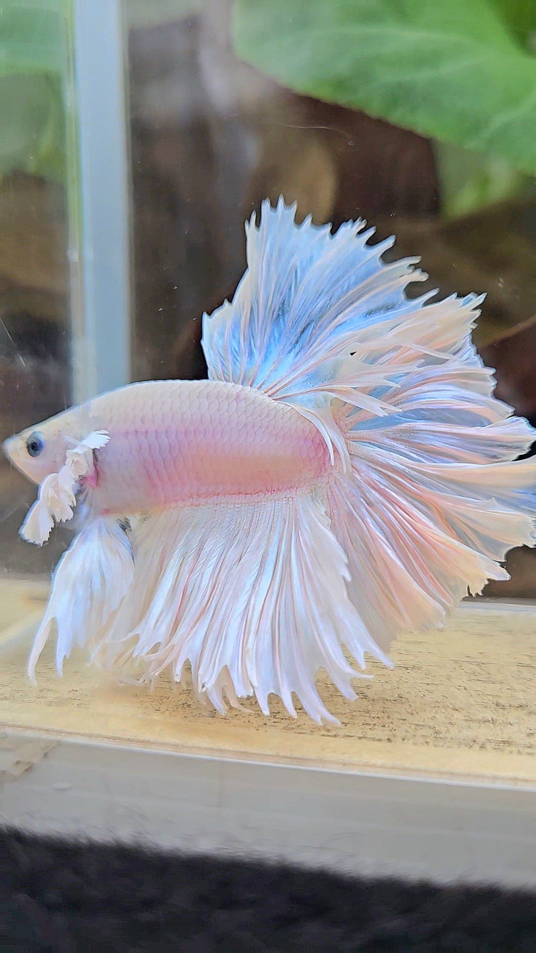 HALFMOON FEATHER TAIL DUMBO EAR WHITE OPQUE BETTA FISH