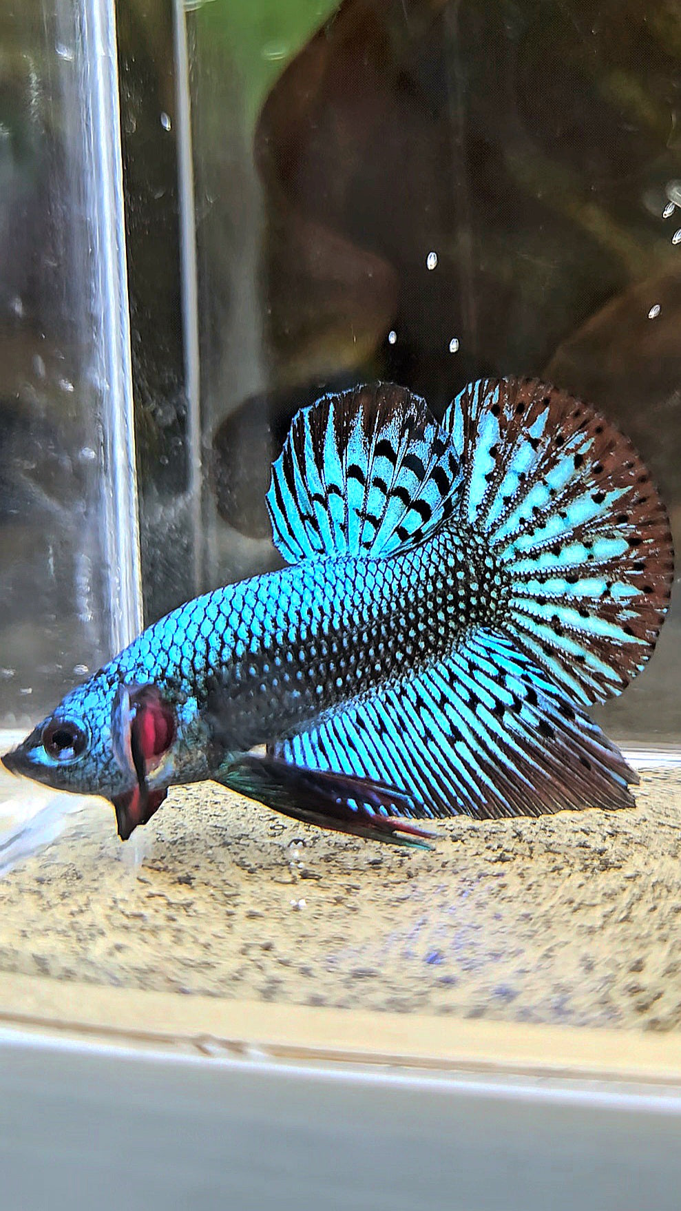PLAKAT ALIEN GREEN HYBRID WILD BETTA FISH