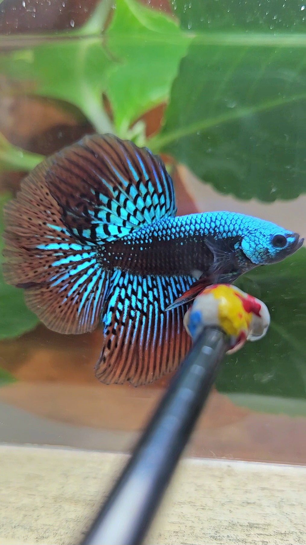 LUXURY HALFMOON ROSETAIL SAMURAI ALIEN GREEN HYBRID WILD BETTA FISH