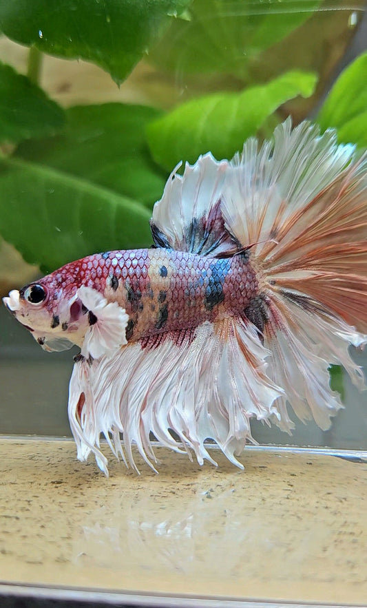 HALFMOON CROWNTAIL BIG EAR COPPER FANCY MULTICOLOR BETTA FISH