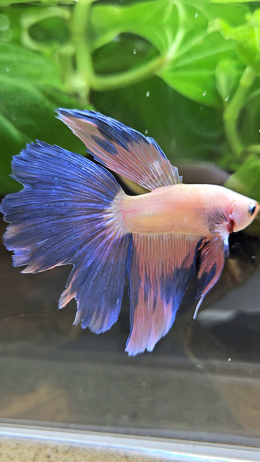 HALFMOON PINK FLAMINGGO BETTA FISH