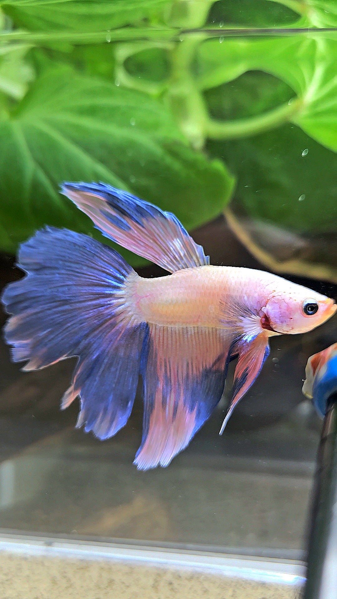HALFMOON PINK FLAMINGGO BETTA FISH
