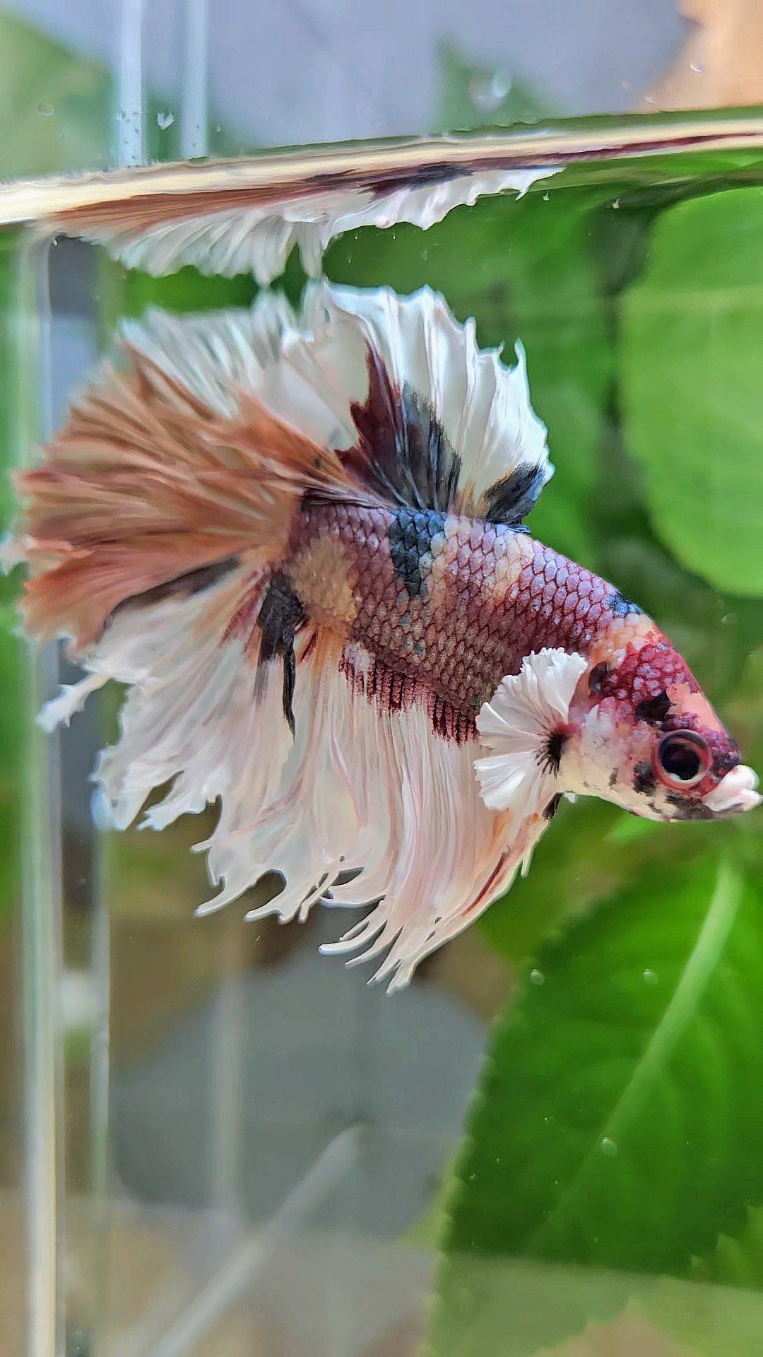 HALFMOON CROWNTAIL BIG EAR COPPER FANCY MULTICOLOR BETTA FISH