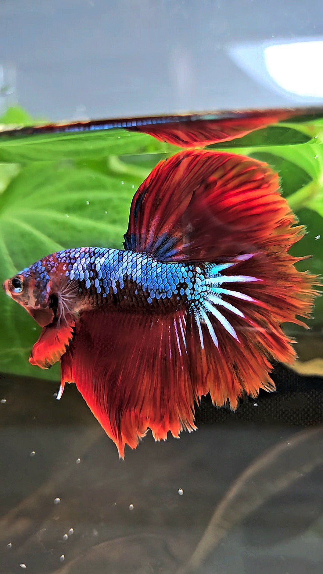 HALFMOON ROSETAIL BLUE FANCY RED VAMPIRE BETTA FISH