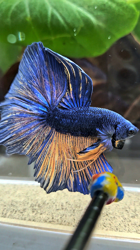 HALFMOON BLUE YELLOW MUSTARD GAS BETTA FISH