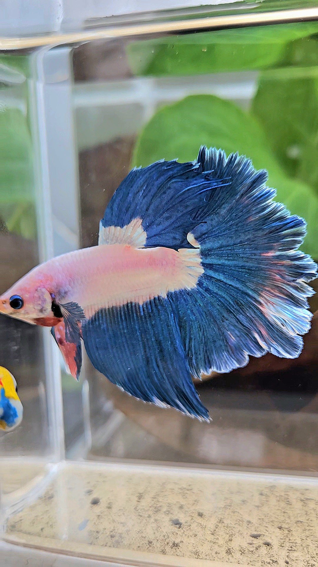 HALFMOON ROSETAIL BLUE RIM BICOLOR PINK FLAMINGGO BETTA FISH