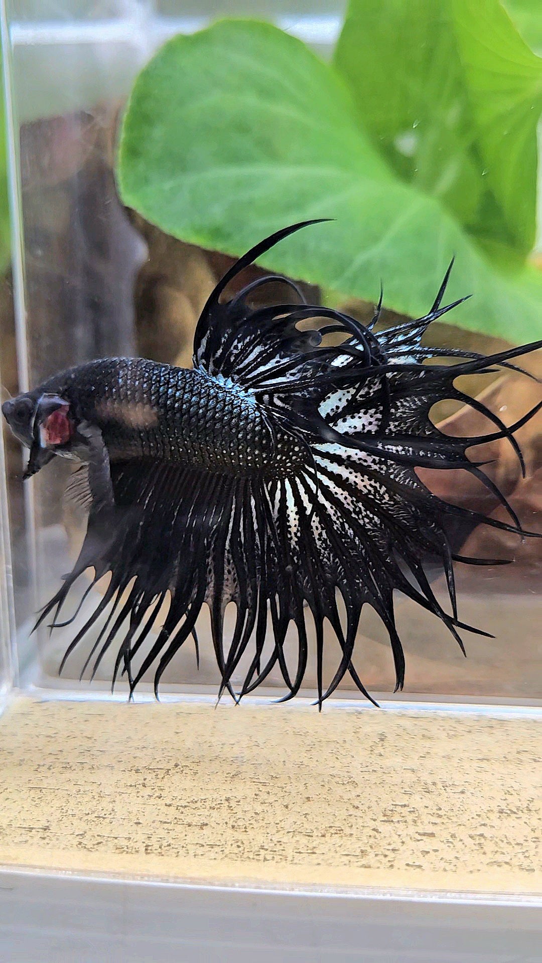 LUXURY XL KING CROWNTAIL BLACK COPPER BETTA FISH