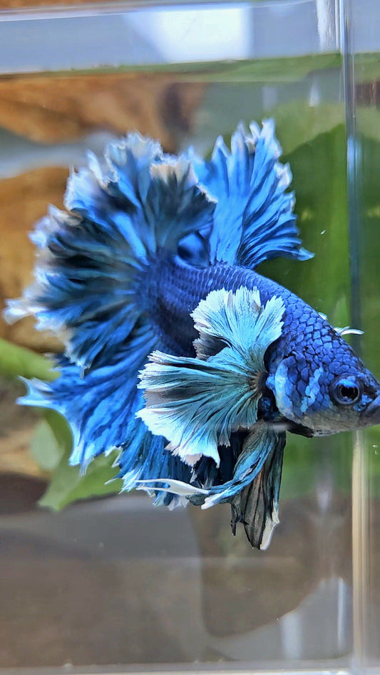 LUXURY HALFMOON SUPER ROSE EAR FEATHER TAIL BLUE TURRQUOISE BETTA FISH