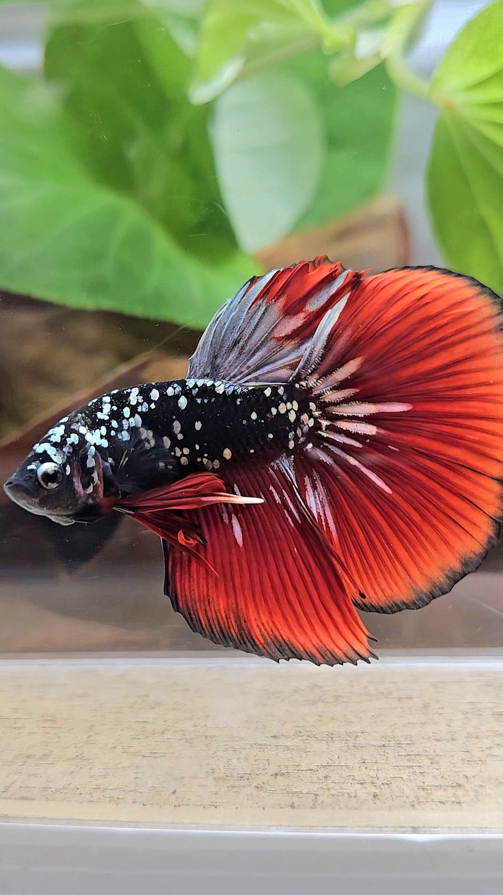 HALFMOON BLACKSTAR GALAXY COPPER GOLD AVATAR RED VAMPIRE BETTA FISH