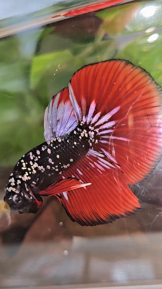 HALFMOON BLACKSTAR GALAXY COPPER GOLD AVATAR RED VAMPIRE BETTA FISH