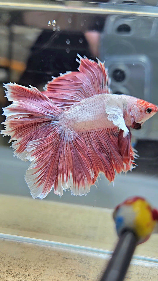 HALFMOON DUMBO EAR DOUBLE TAIL PINK BETTA FISH