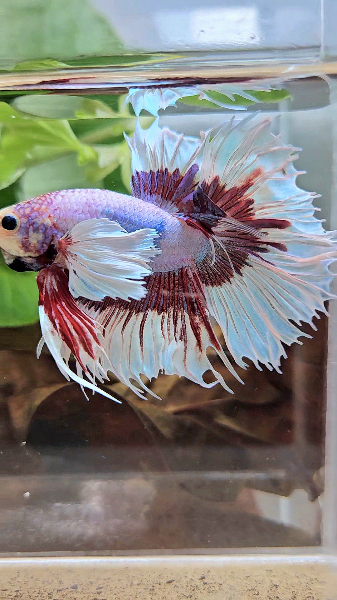 XL HALFSUN DUMBO EAR LAVENDER BUTTERFLY PURPLE BETTA FISH