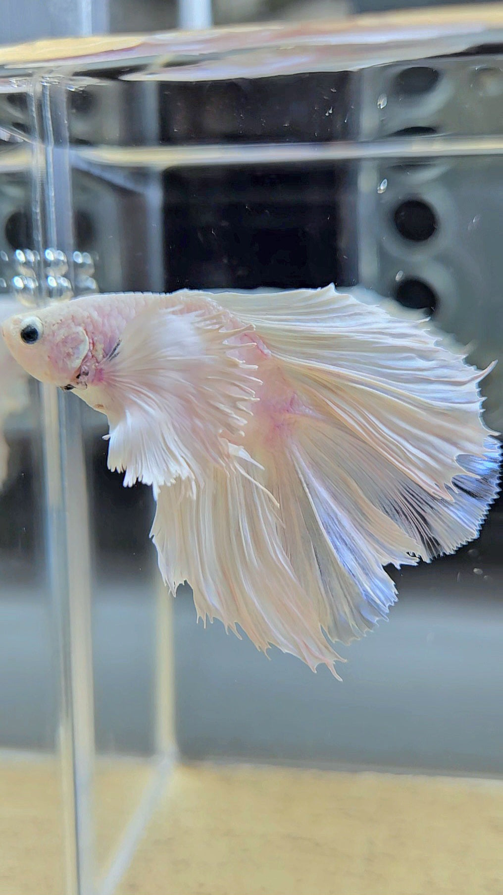 BONSAI HALFMOON DUMBO EAR DOUBLE TAIL WHITE PLATINUM BETTA FISH