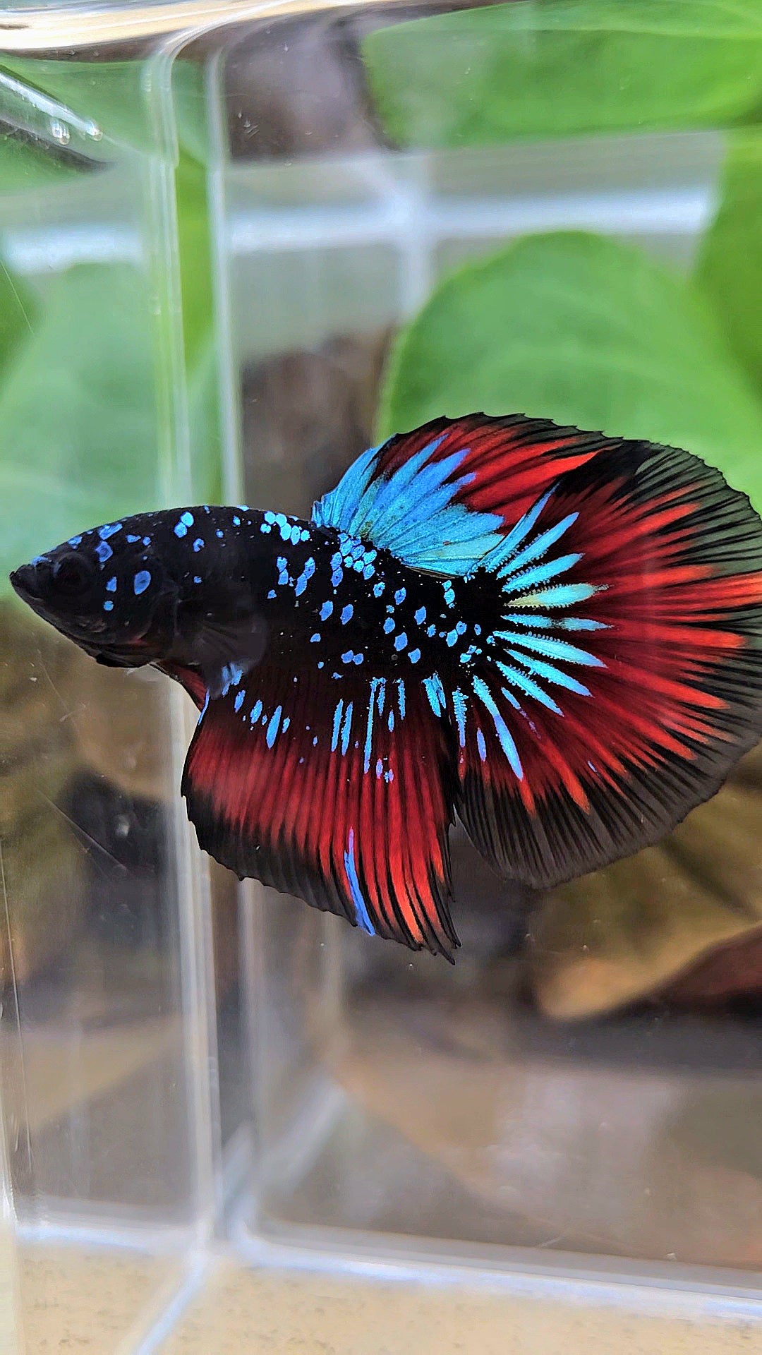 HALFMOON BLACKSTAR GALAXY BLUE AVATAR RED VAMPIRE BETTA FISH