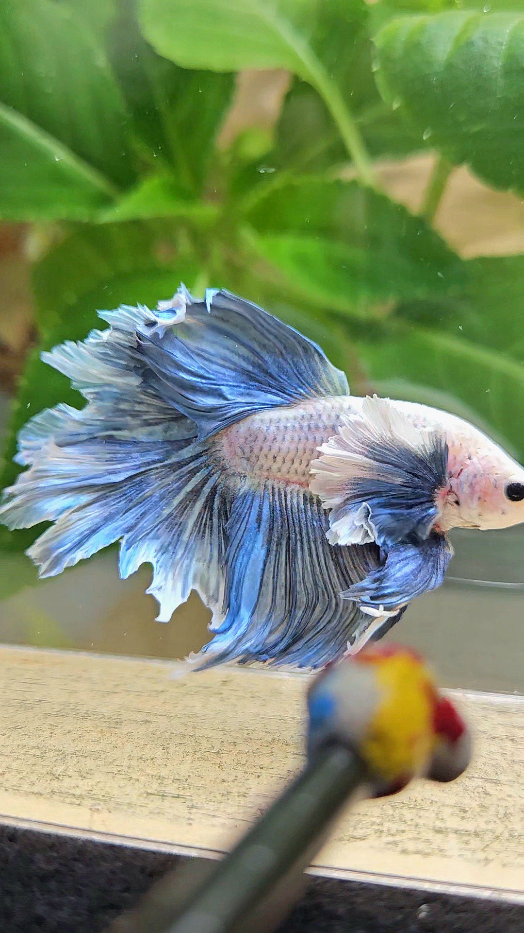 HALFMOON DUMBO EAR BLUE GRIZZLE BETTA FISH