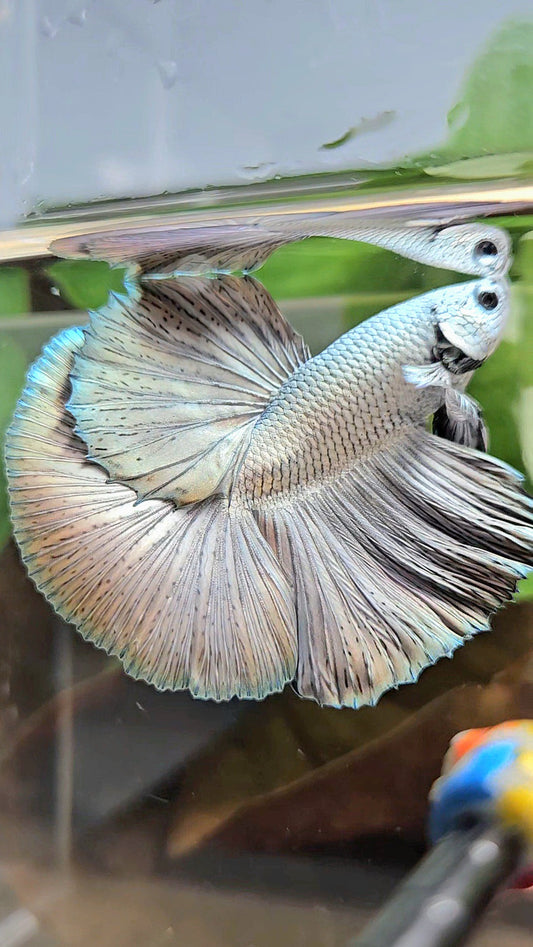 LUXURY HALFMOON ROSETAIL SUPER COPPER METALLIC SOLID BETTA FISH