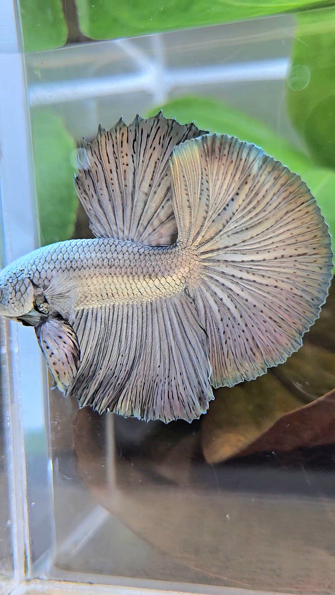 LUXURY HALFMOON ROSETAIL SUPER COPPER METALLIC SOLID BETTA FISH