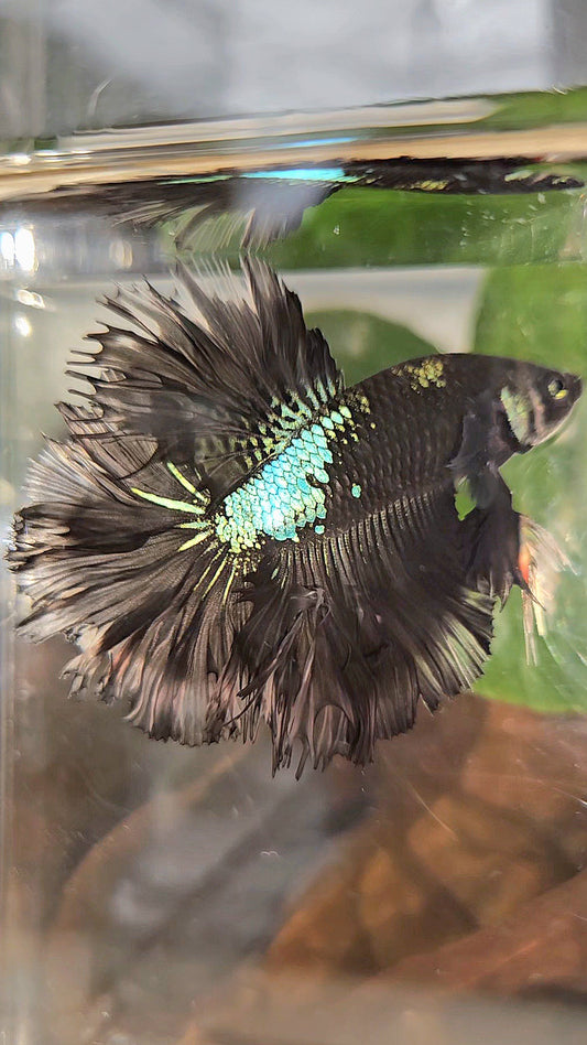KING ROSETAIL HALFMOON BLACK GALAXY AVATAR GREEN BETTA FISH