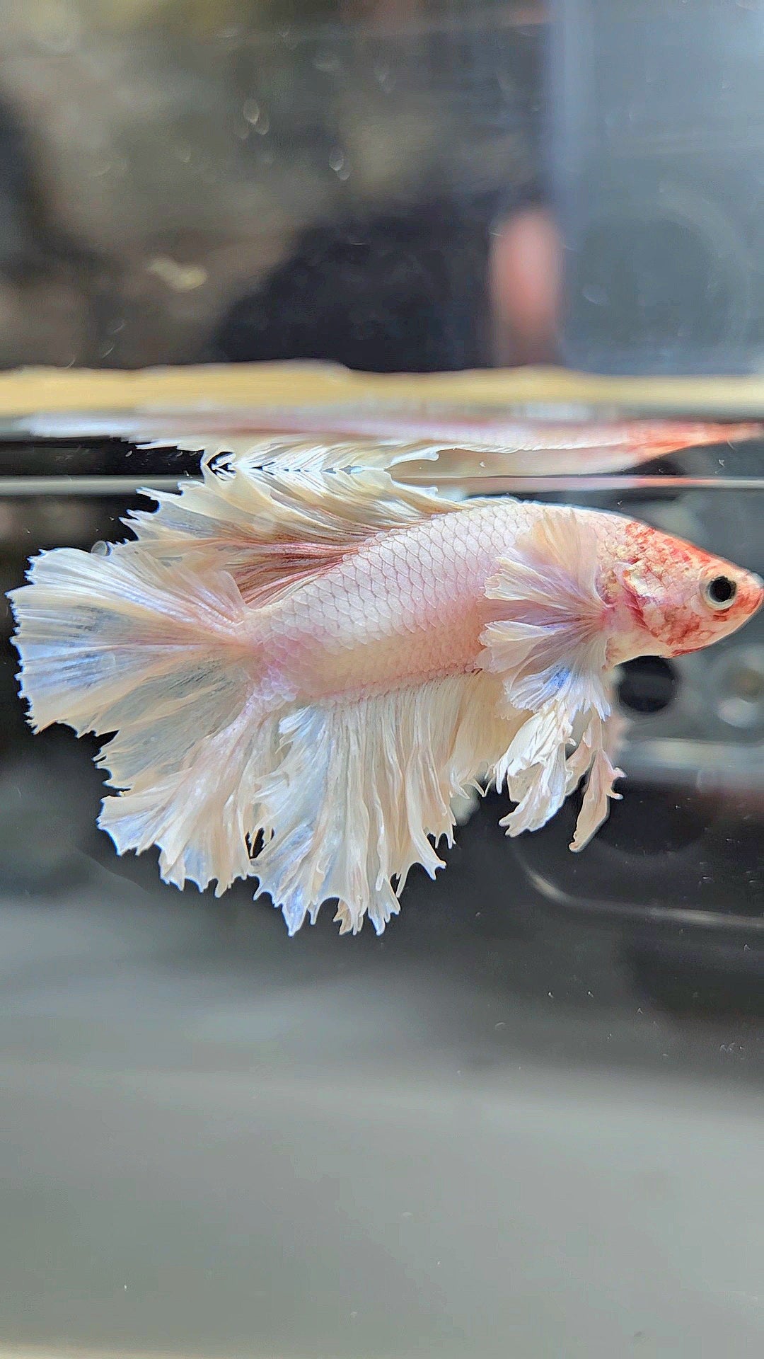 HALFMOON DOUBLE TAIL BIG EAR FEATHER TAIL WHITE BETTA FISH