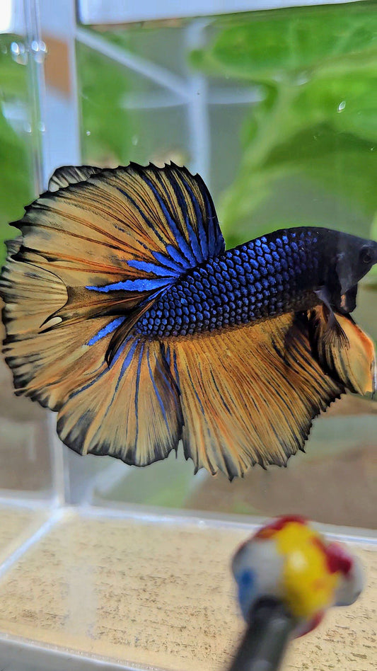 HALFMOON ROSETAIL BLUE YELLOW MUSTARD GAS BETTA FISH