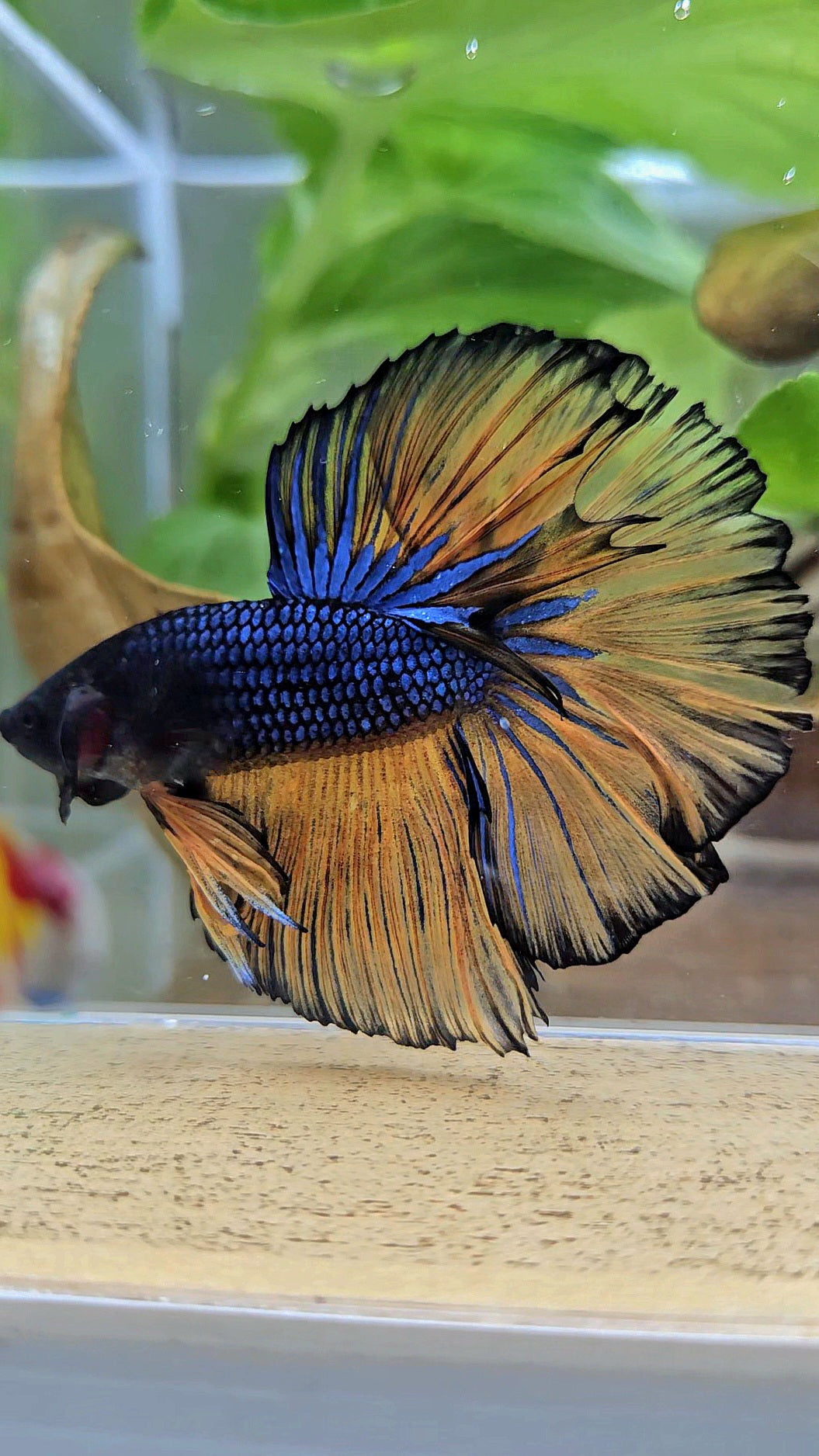HALFMOON ROSETAIL BLUE YELLOW MUSTARD GAS BETTA FISH