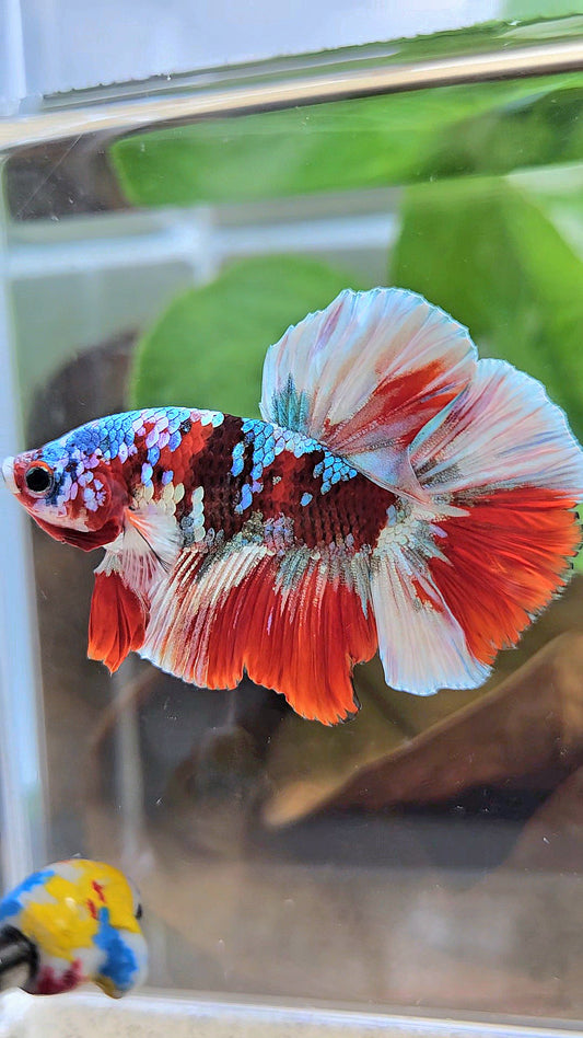 HALFMOON BARONGSAI RED WHITE GALAXY MULTICOLOR BETTA FISH