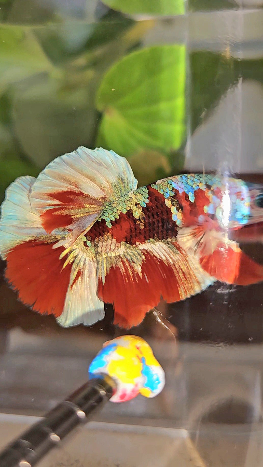 HALFMOON BARONGSAI RED WHITE GALAXY MULTICOLOR BETTA FISH