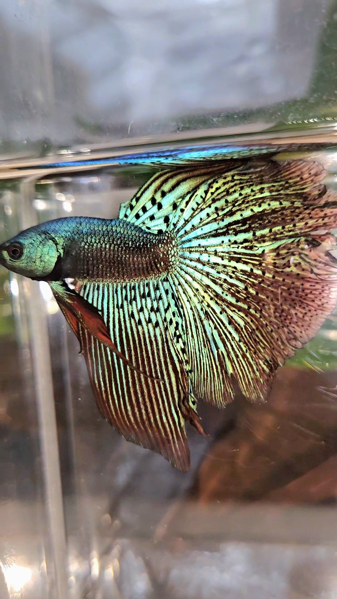 HALFMOON ROSETAIL ALIEN GREEN HYBRID WILD BETTA FISH