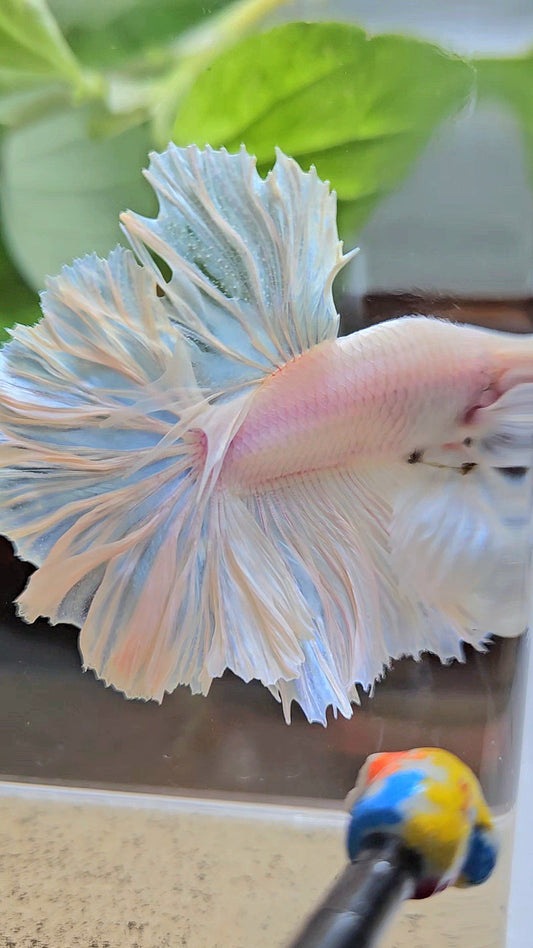HALFMOON FEATHER TAIL WHITE OPAQUE BETTA FISH