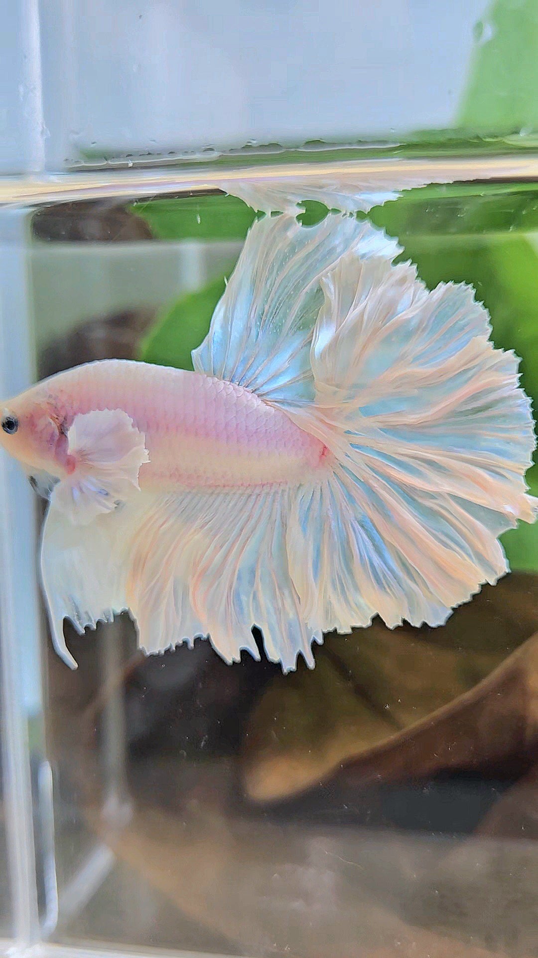 HALFMOON FEATHER TAIL WHITE OPAQUE BETTA FISH