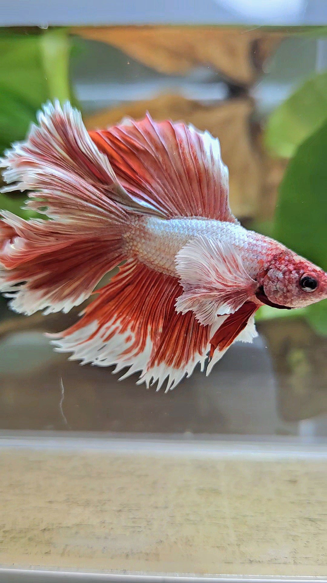 HALFMOON DOUBLE TAIL DUMBO EAR ROSEGOLD BETTA FISH