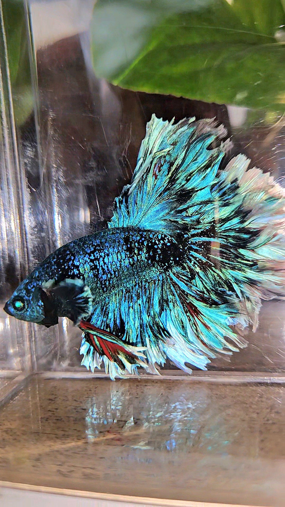 LUXURY KING FEATHER TAIL HALFMOON BLUE BLACKSTAR AVATAR WHITE PATTERN BETTA FISH