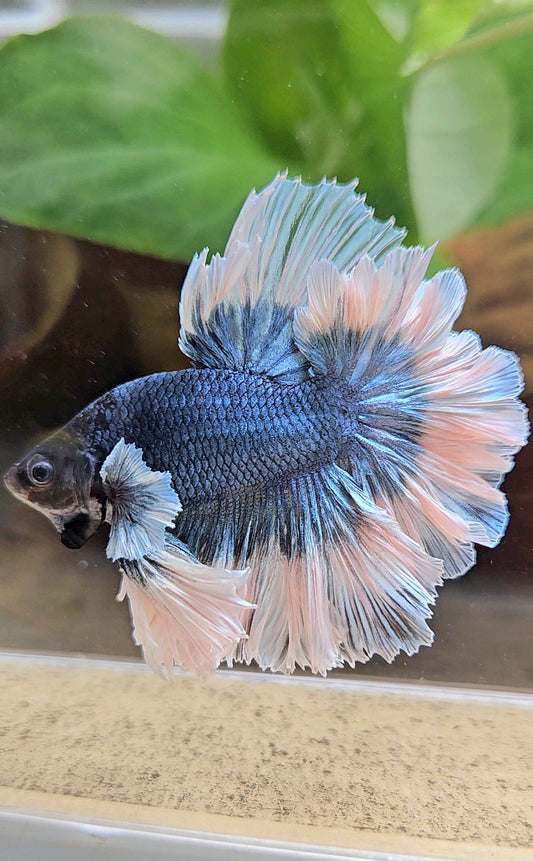 LUXURY KING HALFMOON FEATHER TAIL BLUE STEEL BUTTERFLY BETTA FISH