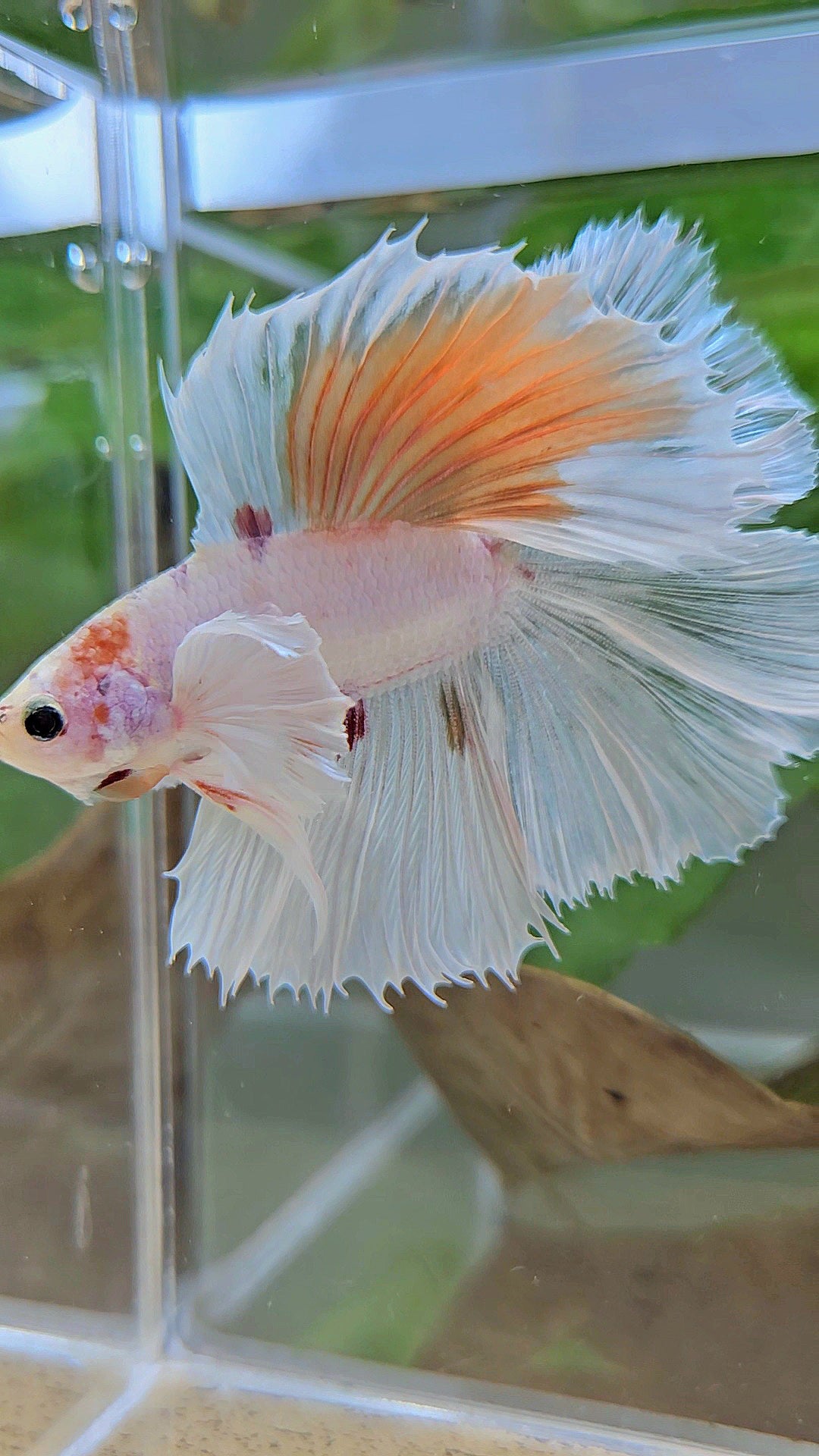 HALFMOON DOUBLE TAIL DUMBO EAR WHITE ORANGE WASH UNIQUE BETTA FISH