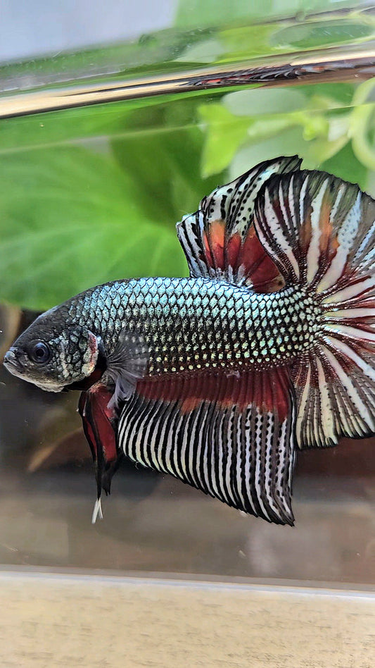 GIANT HMPK BODY ONLY 5CM+ COPPER DRAGON RED PATTERN BETTA FISH