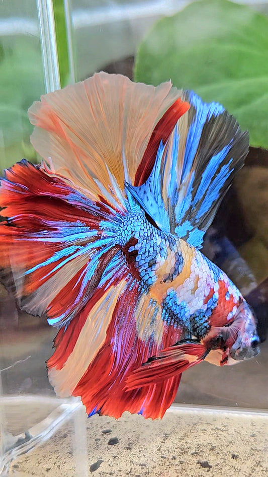 LUXURY XXL HALFMOON ROSETAIL YELLOW BASED GALAXY SUPER MULTICOLOR BETTA FISH