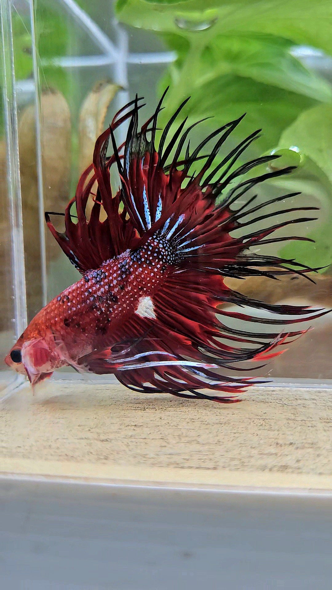 CROWNTAIL RED TIGER METALLIC MULTICOLOR BETTA FISH