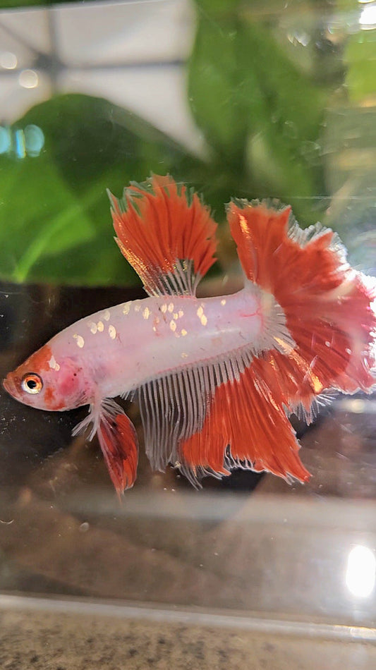 HALFMOON ROSETAIL AOC RED GOLD GALAXY CELLOPHANE UNIQUE BETTA FISH