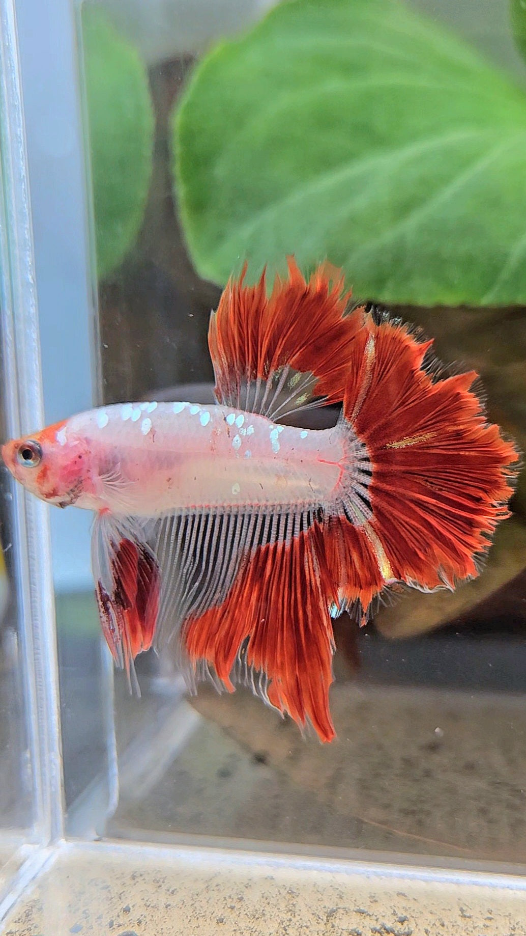 HALFMOON ROSETAIL AOC RED GOLD GALAXY CELLOPHANE UNIQUE BETTA FISH