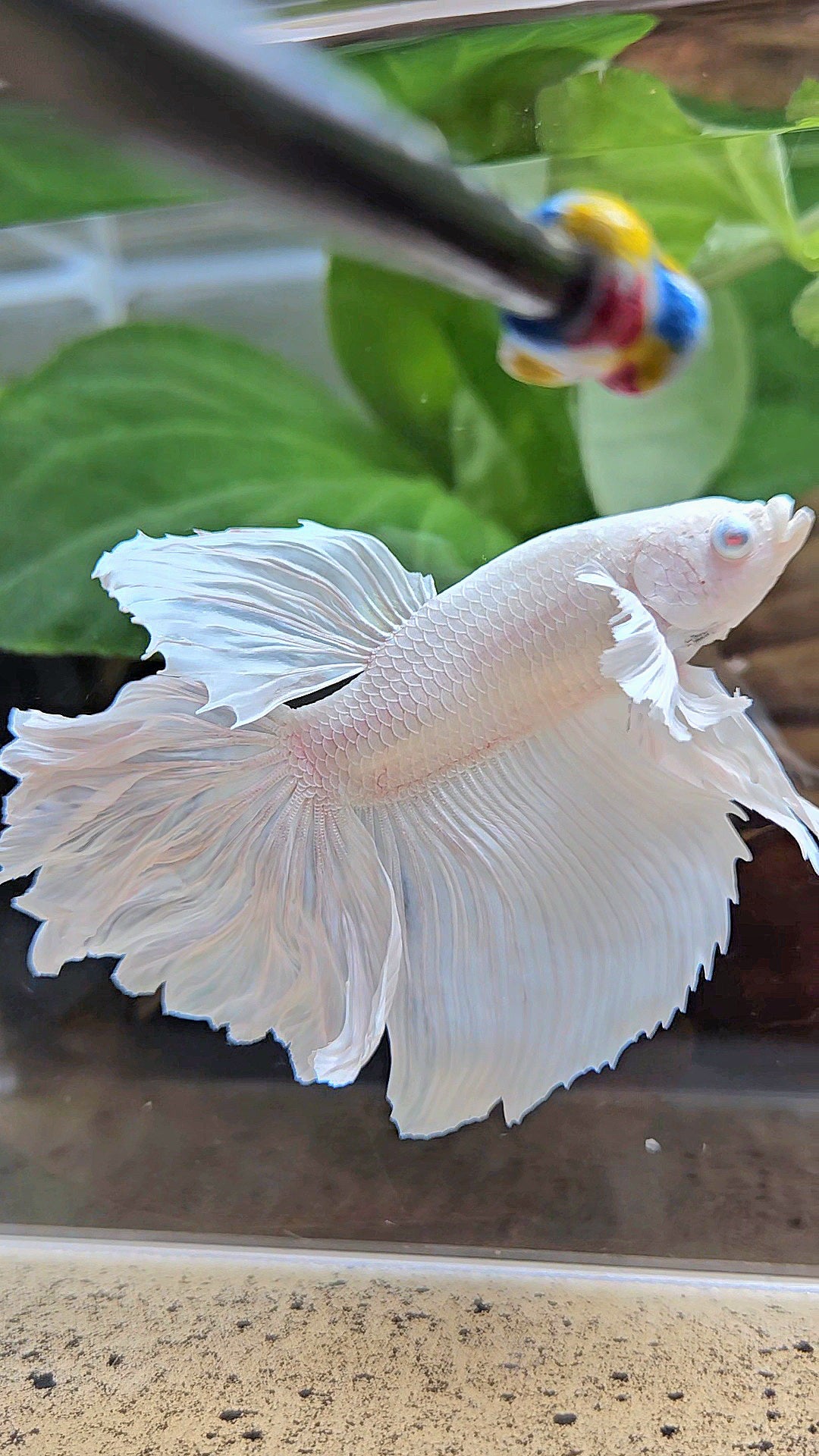 HALFMOON DUMBO EAR ROSETAIL WHITE PLATINUM BETTA FISH