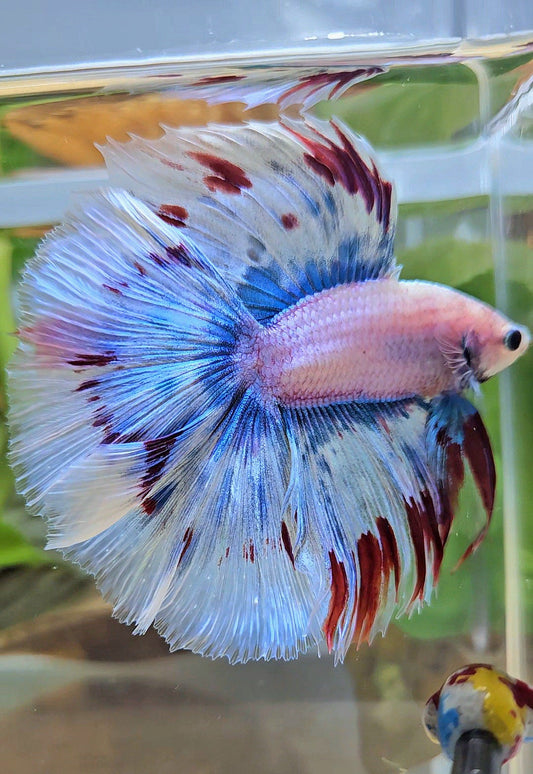 LUXURY XL HALFMOON OVER DOUBLE TAIL WAROCHAI BETTA FISH