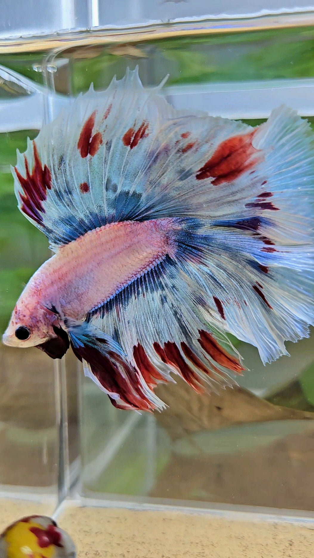 LUXURY XL HALFMOON OVER DOUBLE TAIL WAROCHAI BETTA FISH