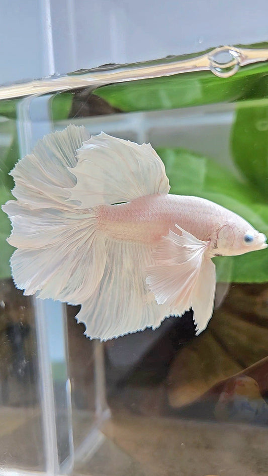 HALFMOON DUMBO EAR WHITE PLATINUM BETTA FISH minus wart