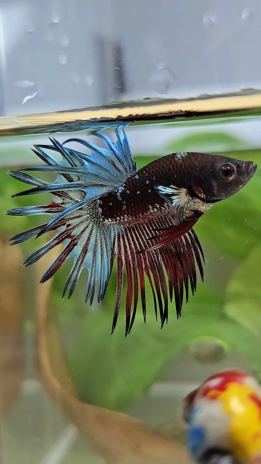 CROWNTAIL BLACK GALAXY COPPER AVATAR RED BETTA FISH
