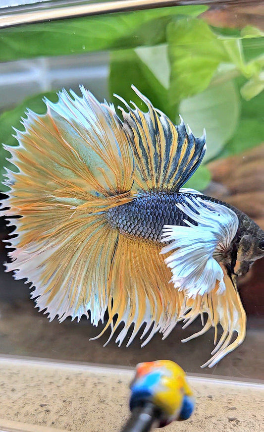 LUXURY XL HALSUN SUPER DUMBO EAR COPPER YELLOW MUSTARD GAS BETTA FISH
