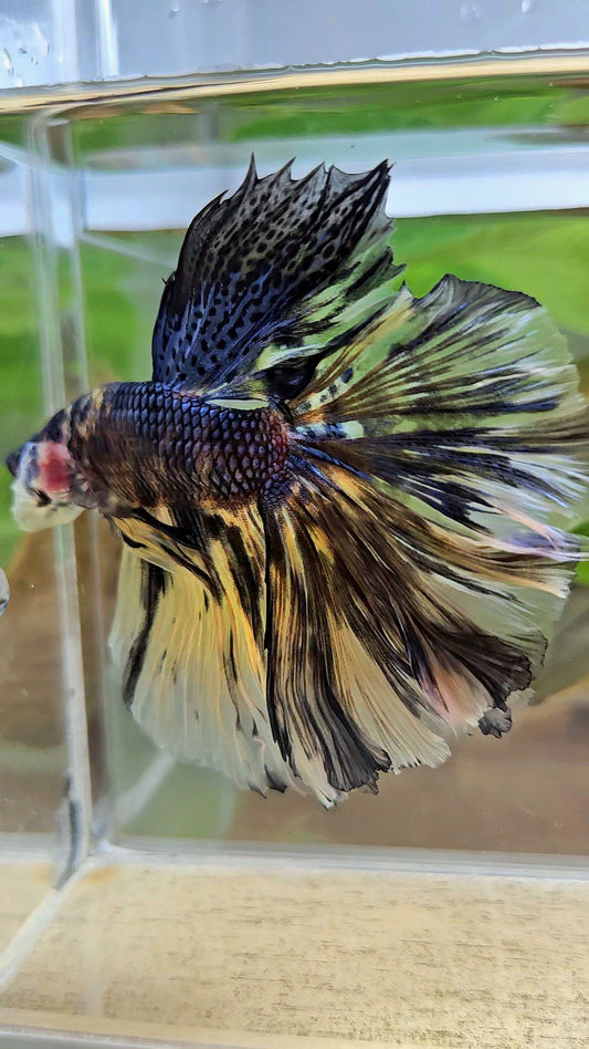 XL HALFMOON ROSETAIL YELLOW TIGER METALLIC BETTA FISH